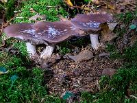 Sonnenspot auf Pilzgruppe im Wald